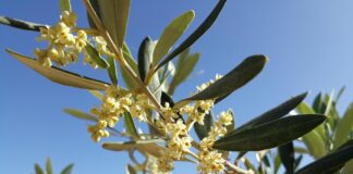 Sol Expo, il migliore olio d’oliva a Verona olivo