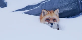 Indovina chi viene a cena? Il cinema accogliente