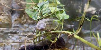 Animalia / I rarissimi pesci con i polmoni