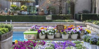 Soffio di primavera Soffio_di_Primavera_a_Villa_Necchi_Foto_Barbara_Verduci_2023_©_FAI_(5)
