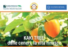 Da Nagasaki a Gardone Valtrompia: un albero di kaki per la pace