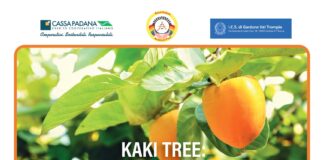 Da Nagasaki a Gardone Valtrompia: un albero di kaki per la pace