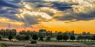 Populus, ecologia e arte in riva al Po