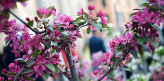 Reggio Emilia in fiore