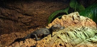 Animalia / Un coccodrillo nano apre gli occhi Il piccolo coccodrillo nano subito dopo la schiusa al parco Natura Viva