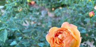 La villa e le rose: domenica di maggio a Villa Badia