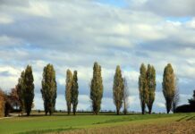 A Pomponasco al Po in cerca del pioppo nero