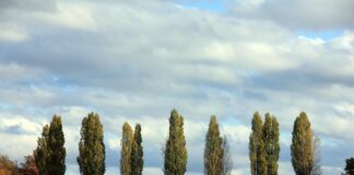 A Pomponasco al Po in cerca del pioppo nero