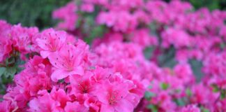 Un’azalea, per la mamma e per la ricerca